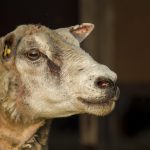 Получение гражданства другой страны для граждан РФ