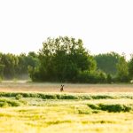 Получение гражданства РФ гражданами США